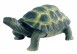 Landschildkröte 25 cm (squeeze me)